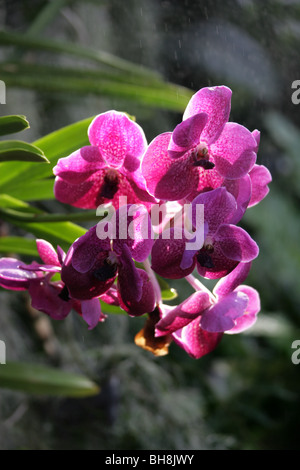 Espèce d'orchidée, Phalaenopsis cultivar hybride, Orchidaceae. Banque D'Images