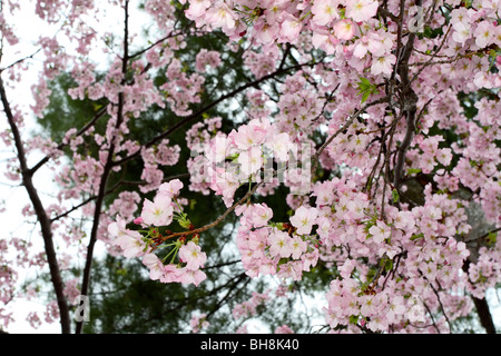 Yoshino fleurs de cerisier (Prunus x yedoensis) Banque D'Images