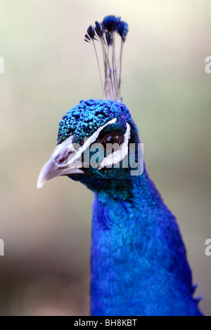 Paons Indiens de sexe masculin (Pavo cristatus) Banque D'Images