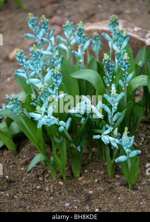 Cap vert coucou bleu, Lachenalia viridiflora, Hyacinthaceae, Province du Cap, Afrique du Sud. Banque D'Images