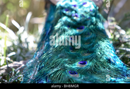 Plumage des mâles paons indiens un (Pavo cristatus) Banque D'Images