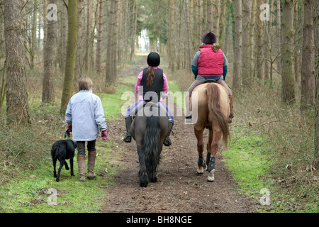 Les cavaliers et woman walking the dog, vue arrière, la forêt de Thetford, Norfolk, UK Banque D'Images