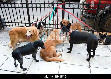 Buenos Aires Argentine professionnel dog sitter Homme chiens walker Banque D'Images