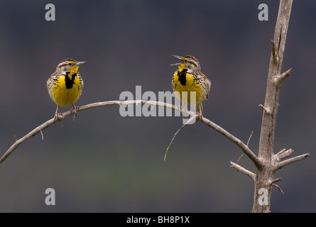 Sturnelle de l'Ouest Sturnella neglecta, deux perchés sur un arbre mort une direction qui paraît être de parler à l'autre in Yellowstone Banque D'Images