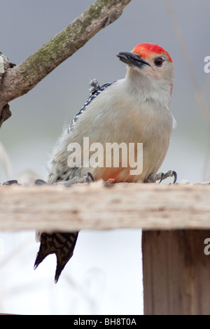 Pic à ventre rouge noir manger-huile de tournesol. Banque D'Images