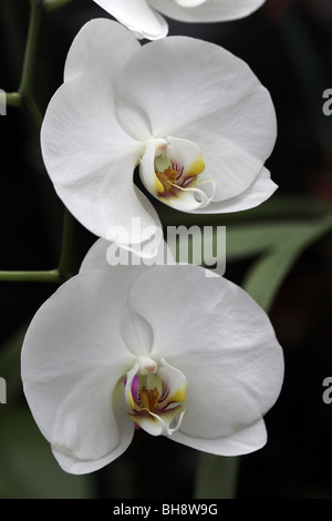 Orchidée Phalaenopsis blanc prises sur le Zoo de Chester, England, UK Banque D'Images