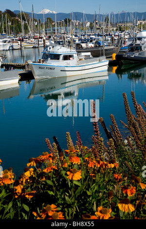 Bateaux amarrés à quai dans le port de Squalicum, Bellingham, avec la neige Mont Baker dans l'arrière-plan, Washington, USA Banque D'Images