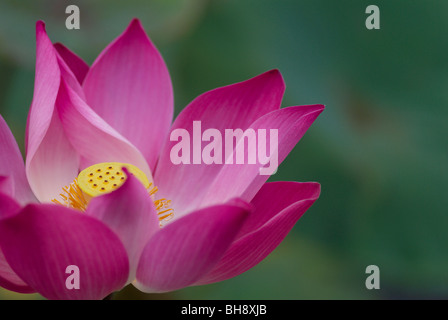 Close-up of fleur de lotus Banque D'Images