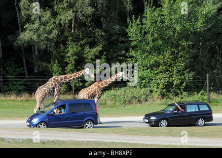 Les touristes à regarder les girafes de leurs voitures lors de voyage en "Safari" dans le parc Serengeti Hodenhagen, Allemagne Banque D'Images