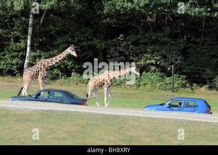 Les touristes à regarder les girafes de leurs voitures lors de voyage en "Safari" dans le parc Serengeti Hodenhagen, Allemagne Banque D'Images