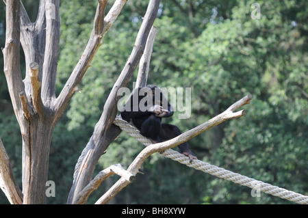 (Pan troglodytes chimpanzé commun) également connu sous le nom de chimpanzé robuste à Serengeti park à Hodenhagen, Allemagne Banque D'Images