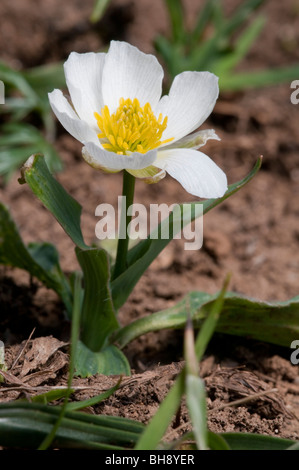 Amplexicaule (Ranunculus amplexicaulis) Banque D'Images