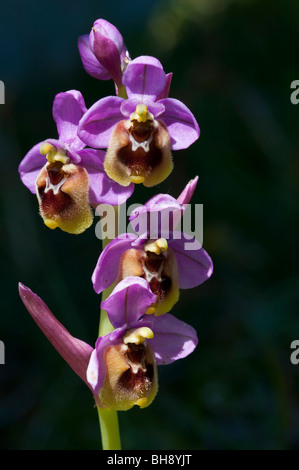 Tenthrèdes Orchid (Ophrys tenthredinifera) Banque D'Images