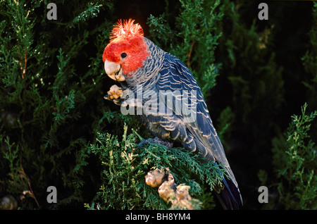 'Homme' gang gang cockatoo Australie Banque D'Images