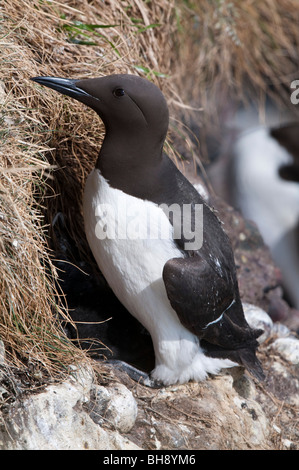 Des guillemots (Uria aagle), sur la falaise de nidification Banque D'Images