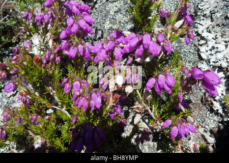 Bruyère cendrée (Erica cinerea) Banque D'Images