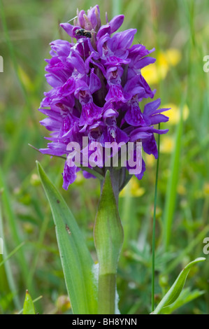 Marais du Nord Ouest (Dactylorhiza purpurella) Banque D'Images