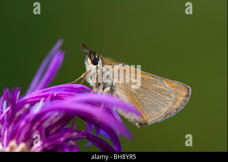 Petite Skipper (Thymelicus sylvestris) sur la centaurée noire Banque D'Images