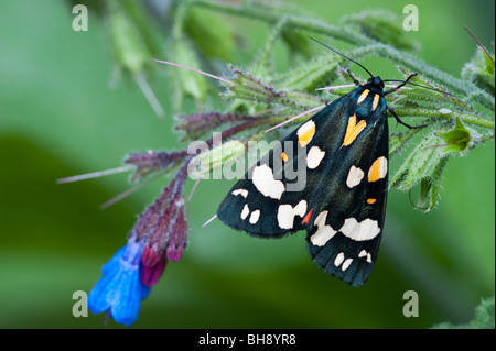 Scarlet Tiger Moth (Callimorpha dominula) Banque D'Images