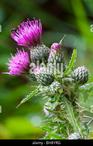 Marsh Cirsium palustre) Banque D'Images