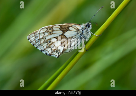 Papillon blanc marbré (Melanargia galathea), femme, dessous Banque D'Images