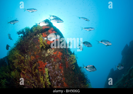 Deux bancs de dorades à bandes, Diplodus vulgaris, Tamariu, Costa Brava, Espagne, Mer Méditerranée Banque D'Images