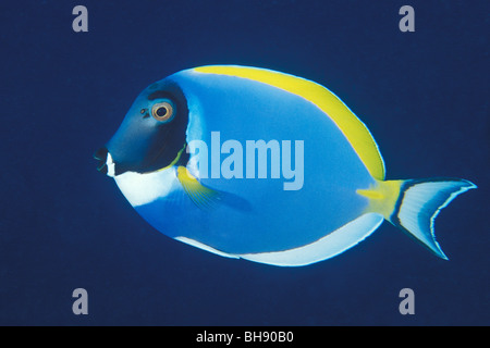 Acanthurus leucosternon, Tang bleu, Ari Atoll, Maldives, océan Indien Banque D'Images