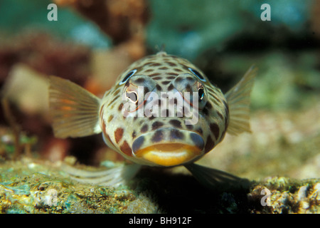 Sandperch grillagées, Parapercis clathrata contribuent, Puerto Galera, l'île de Mindoro, Philippines Banque D'Images