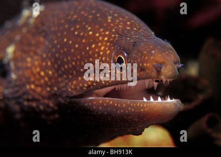 Chef de Moray, Gymnothorax chlorostigma, Puerto Galera, l'île de Mindoro, Philippines Banque D'Images