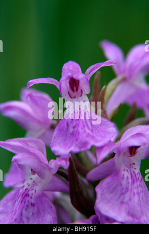 Marais mauve orchidée fleur Dactylorhiza praetermissa à Woodwalton Fen, Cambridgeshire, Angleterre Royaume-uni Banque D'Images