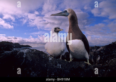 Fou brun, des profils avec Chick, Sula leucogaster, Cocos Island, Costa Rica Banque D'Images