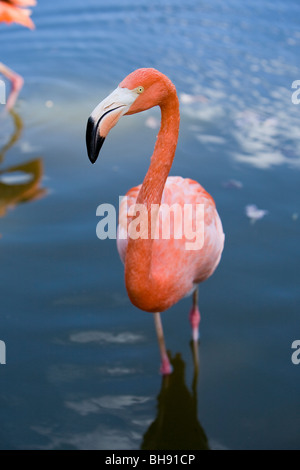 Caraïbes, Flamingo Phoenicopterus ruber ruber, Santa Lucia, la mer des Caraïbes, Cuba Banque D'Images