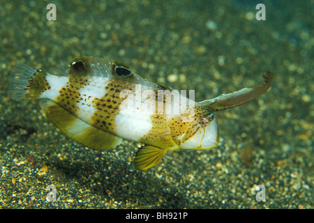 Peacock juvénile Razorfish, Xyrichtys pavo, Détroit de Lembeh, Sulawesi, Indonésie Banque D'Images