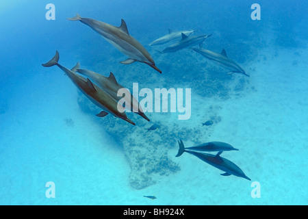 Hawaiian Dauphins, Stenella longirostris, Big Island, côte de Kona, Hawaii, USA Banque D'Images