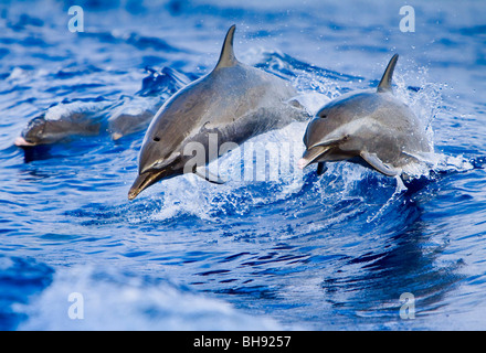 Les Dauphins tachetés pantropicaux, Stenella attenuata, Big Island, côte de Kona, Hawaii, USA Banque D'Images