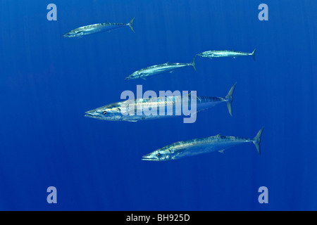 Wahoo la scolarité, pacifique Thazard, Acanthocybium solandri, Big Island, côte de Kona, Hawaii, USA Banque D'Images