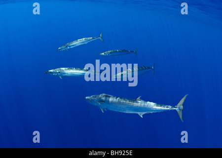 Wahoo la scolarité, pacifique Thazard, Acanthocybium solandri, Big Island, côte de Kona, Hawaii, USA Banque D'Images