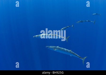 Wahoo la scolarité, pacifique Thazard, Acanthocybium solandri, Big Island, côte de Kona, Hawaii, USA Banque D'Images