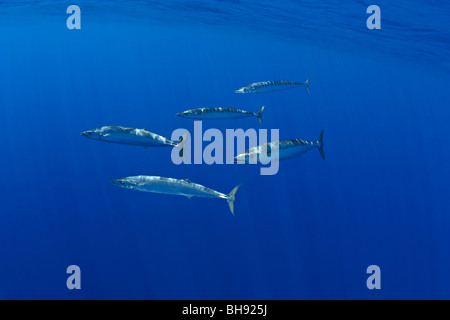 Wahoo la scolarité, pacifique Thazard, Acanthocybium solandri, Big Island, côte de Kona, Hawaii, USA Banque D'Images