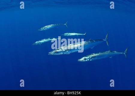 Wahoo la scolarité, pacifique Thazard, Acanthocybium solandri, Big Island, côte de Kona, Hawaii, USA Banque D'Images