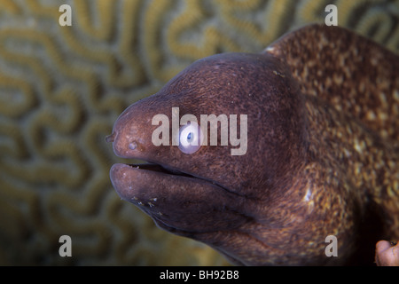 White-eyed Moray, Siderea, thysoidea Rocktail Bay, Kwazulu-Natal, Afrique du Sud, l'Océan Indien Banque D'Images