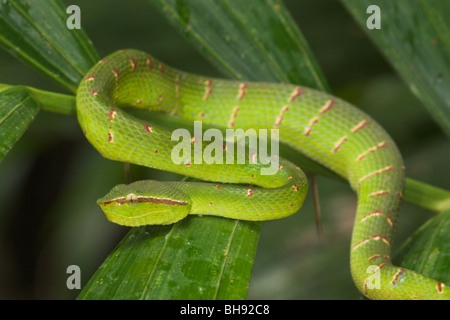 Wagler's Pit Viper, Tropidolaemus wagleri, Bako, Sarawak, Bornéo, Malaisie Banque D'Images