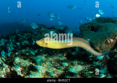 Liberté Yellowmouth Moray, Gymnothorax nudivomer Aliwal, hauts-fonds, Kwazulu-Natal, Afrique du Sud, l'Océan Indien Banque D'Images