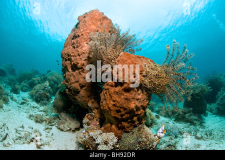 Les Crinoïdes sur éponge géante, Gangga Island, au nord de Sulawesi, Indonésie Banque D'Images