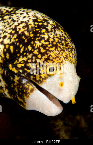 Portrait de Snowflake Moray, Echidna nebulosa, Gangga Island, au nord de Sulawesi, Indonésie Banque D'Images