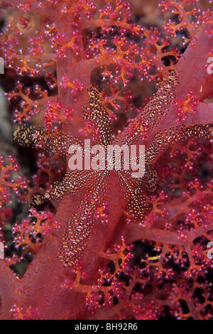 Crinoïde sur Oligometra serripinna, coraux mous, Dendronephthya sp., Red Sea, Egypt Banque D'Images