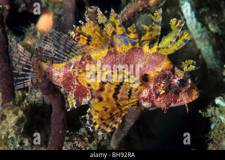 Le requin, poisson lion Dendrochirus brachypterus, Détroit de Lembeh, Sulawesi, Indonésie Banque D'Images
