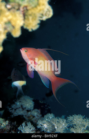 Jewel Fairy Bassler, Pseudanthias squamipinnis, Red Sea, Egypt Banque D'Images