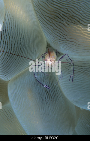 Crevettes commensaux dans Bubble Coral, Vir philippinensis, Détroit de Lembeh, Sulawesi, Indonésie Banque D'Images