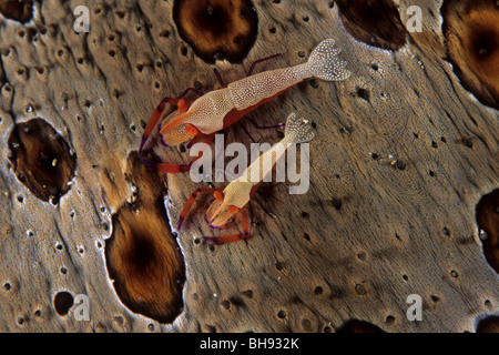 Commensal de l'empereur sur la crevette se Concombre, Periclimenes imperator, Détroit de Lembeh, Sulawesi, Indonésie Banque D'Images